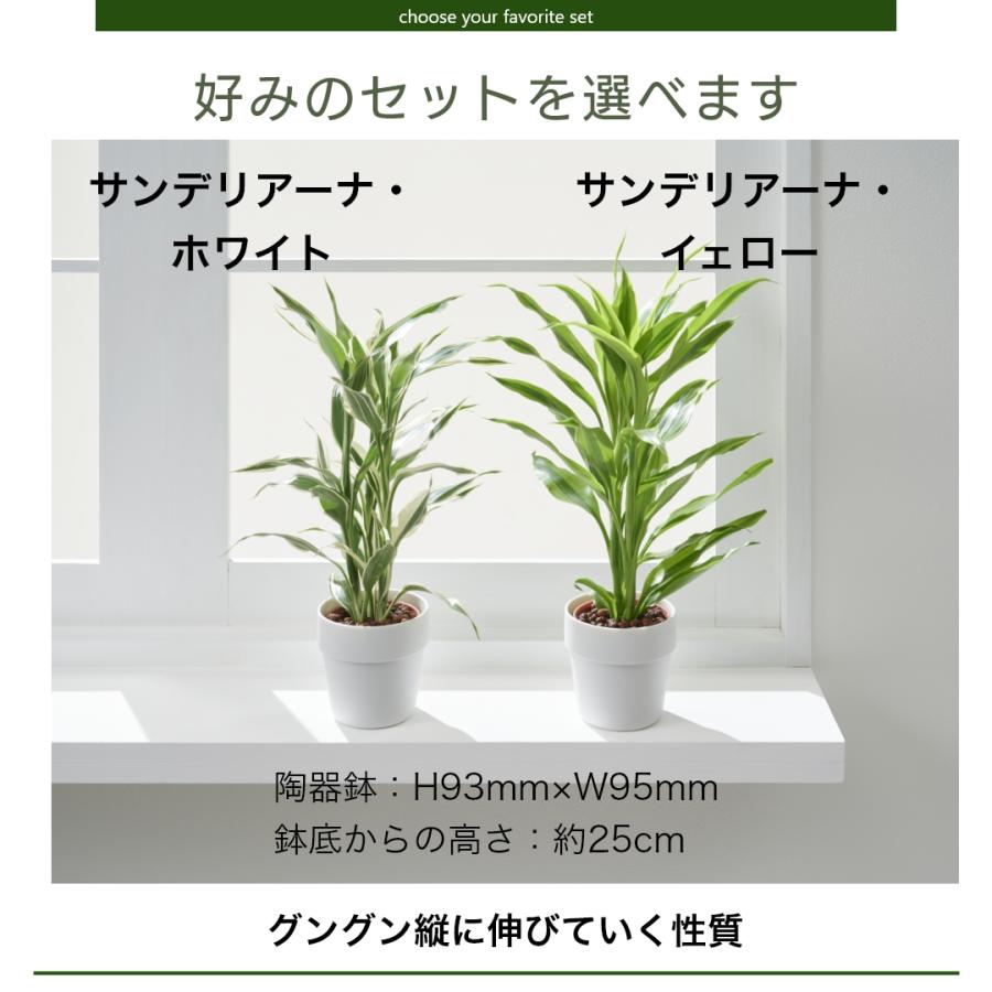 ミニ観葉植物 ミニ観葉植物 ゼオライト植え 2鉢 ハイドロカルチャー 通販 販売｜観葉