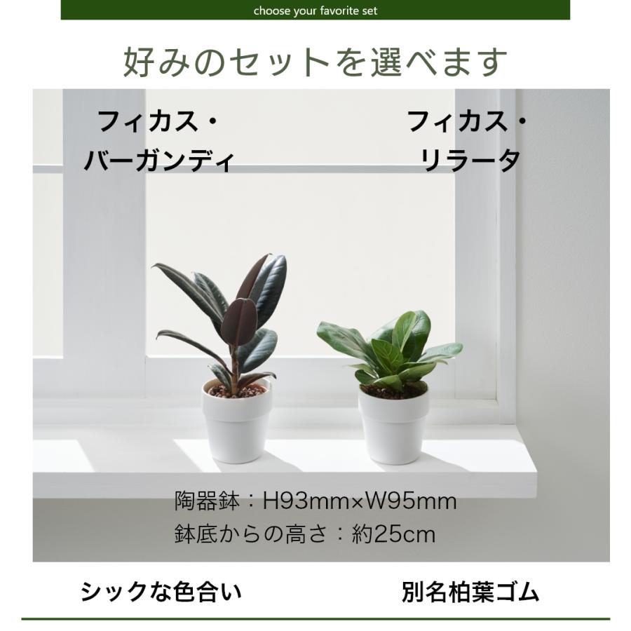 Mサイズ 選べる1個セット】土を使わない ミニ 観葉植物 小さい Mサイズ 選べる1個セット】土を使わない ミニ 観葉植物 小さい