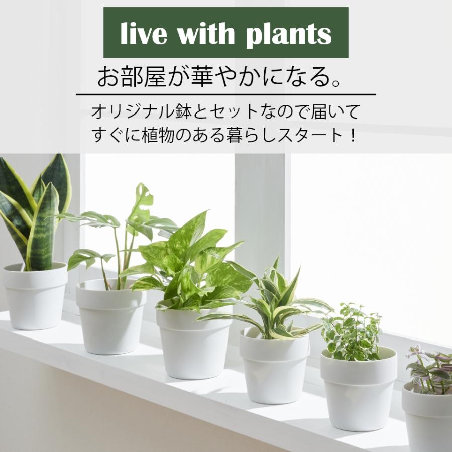 観葉植物 おしゃれ 鉢 陶器鉢 パキラ セット ハイドロカルチャー サンスベリア 引っ越し祝 新築祝 ミニ観葉植物 ポトス コテラ こてら 9cm ヤマツ｜kotera｜03