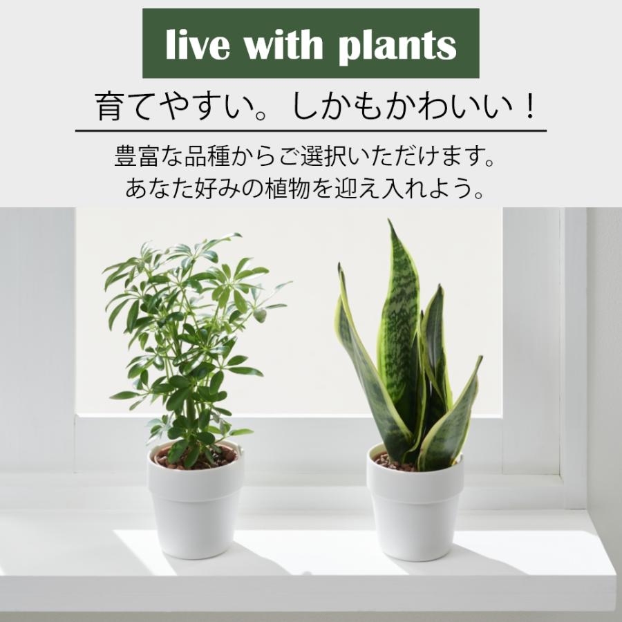 観葉植物 おしゃれ 鉢 陶器鉢 パキラ セット ハイドロカルチャー サンスベリア 引っ越し祝 新築祝 ミニ観葉植物 ポトス コテラ こてら 9cm ヤマツ｜kotera｜04