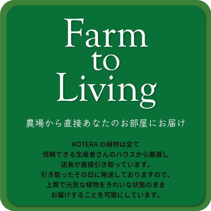 観葉植物 おしゃれ インテリア 鉢 おしゃれ セット 小さい 棚 ハイドロカルチャー 引っ越し祝 新築祝 北欧 ミニ観葉植物 コテラ こてら 6cm｜kotera｜03