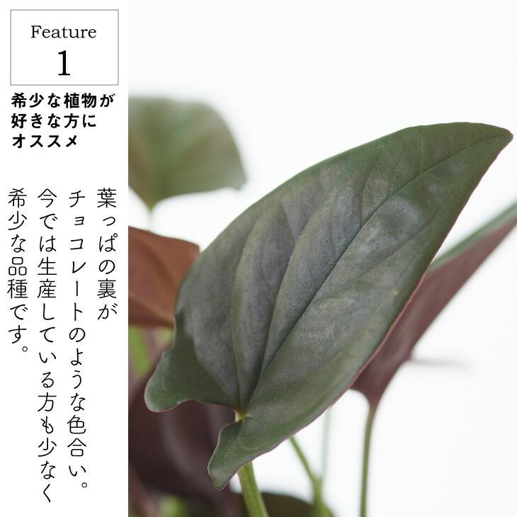 観葉植物 小さい 4号 シンゴニウム チョコレート プランター 鉢 おしゃれ インテリア 北欧 セット 引っ越し祝 新築祝 コテラ Ktr040n001 Koteraヤフー店 通販 Yahoo ショッピング