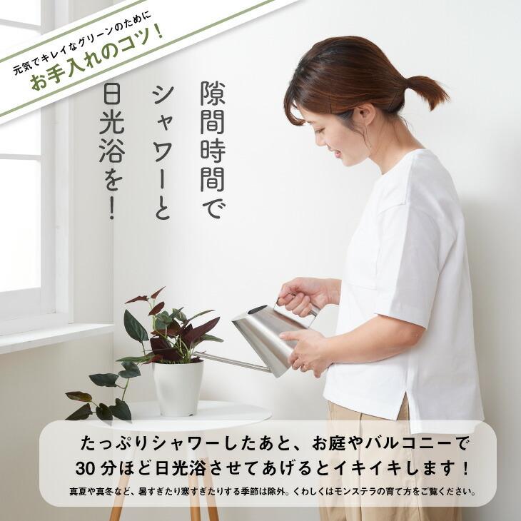 観葉植物 小さい 4号 シンゴニウム チョコレート プランター 鉢 おしゃれ インテリア 北欧 セット 引っ越し祝 新築祝 コテラ Ktr040n001 Koteraヤフー店 通販 Yahoo ショッピング