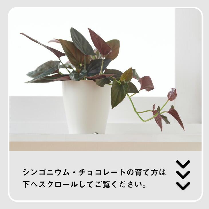 観葉植物 小さい 4号 シンゴニウム チョコレート プランター 鉢 おしゃれ インテリア 北欧 セット 引っ越し祝 新築祝 コテラ Ktr040n001 Koteraヤフー店 通販 Yahoo ショッピング