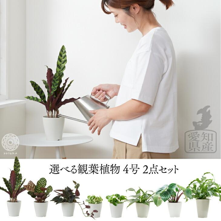 選べる 観葉植物 小さい 2個セット 4号 プランター 鉢 おしゃれ 土 ミニ 棚 希少 珍しいインテリア 北欧 引っ越し祝 新築祝 コテラ Ktr040n003 Koteraヤフー店 通販 Yahoo ショッピング