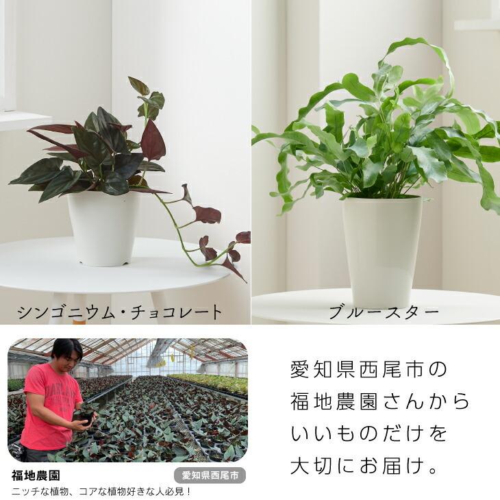 選べる 観葉植物 小さい 2個セット 4号 プランター 鉢 おしゃれ 土 ミニ 棚 希少 珍しいインテリア 北欧 引っ越し祝 新築祝 コテラ Ktr040n003 Koteraヤフー店 通販 Yahoo ショッピング