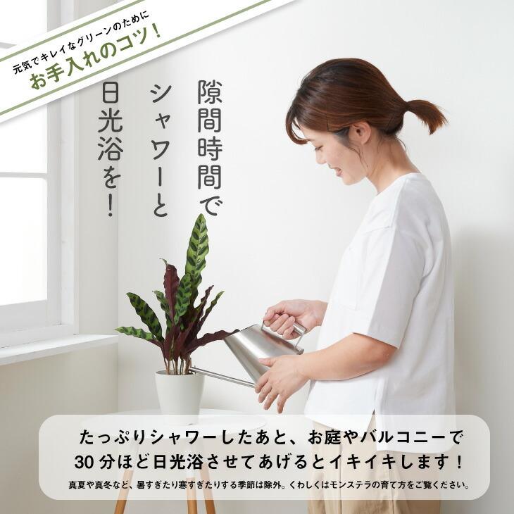 観葉植物 小さい 4号 カラテア インシグニス プランター 鉢 おしゃれ 土 ミニ 棚 希少 珍しい 室内 インテリア 円形 丸 北欧 セット 引っ越し祝 新築祝 コテラ :ktr040n005:KOTERAヤフー店 - 通販 - Yahoo!ショッピング 観葉植物 小さい 4号 カラテア インシグニス プランター 鉢 おしゃれ 土 ミニ 棚 希少 珍しい 室内 インテリア 円形 丸 北欧 セット 引っ越し祝 新築祝 コテラ :ktr040n005:KOTERAヤフー店 - 通販 - Yahoo!ショッピング