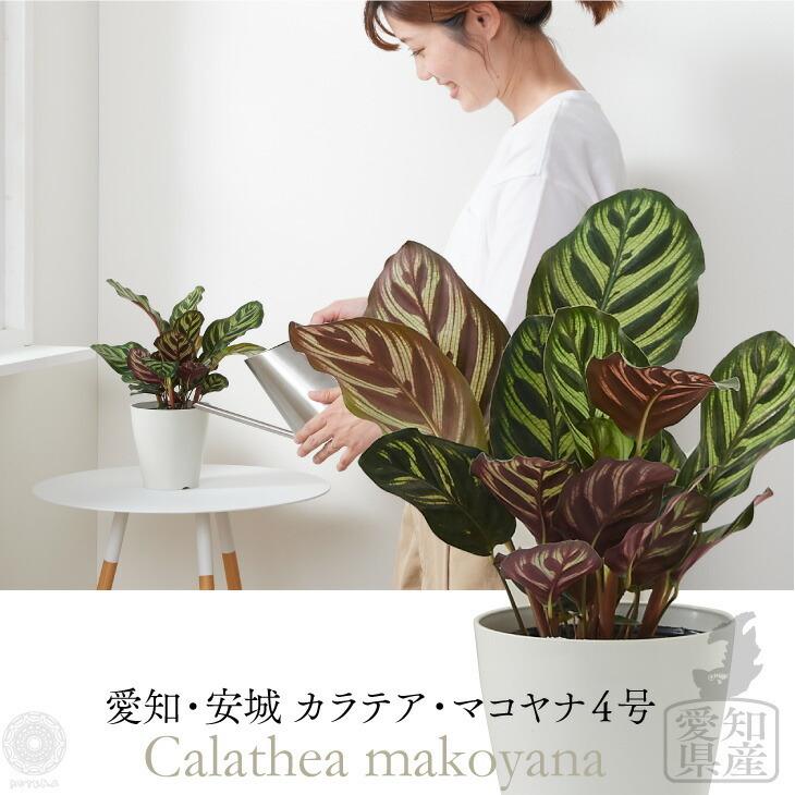 画像の説明