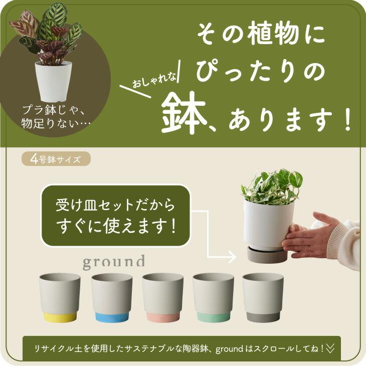 観葉植物 小さい 4号 ポトス グローバルグリーン プランター 鉢 観葉植物 小さい 4号 ポトス グローバルグリーン プランター 鉢