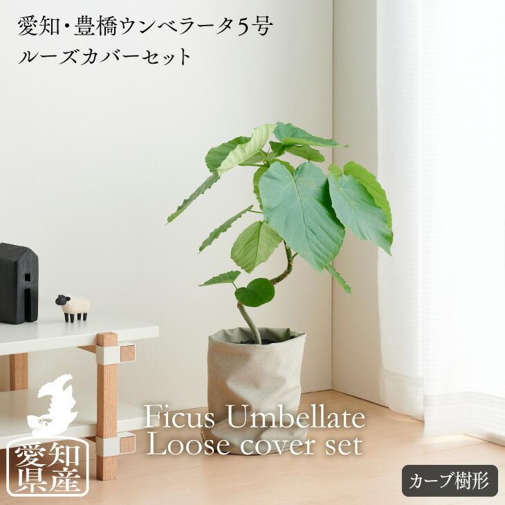 3月下旬から順次発送 観葉植物 大型 ルーズカバーセット 愛知フィカス ウンベラータ 5号 ゴムの木 北欧 開店祝 新築祝 引っ越し祝 コテラ