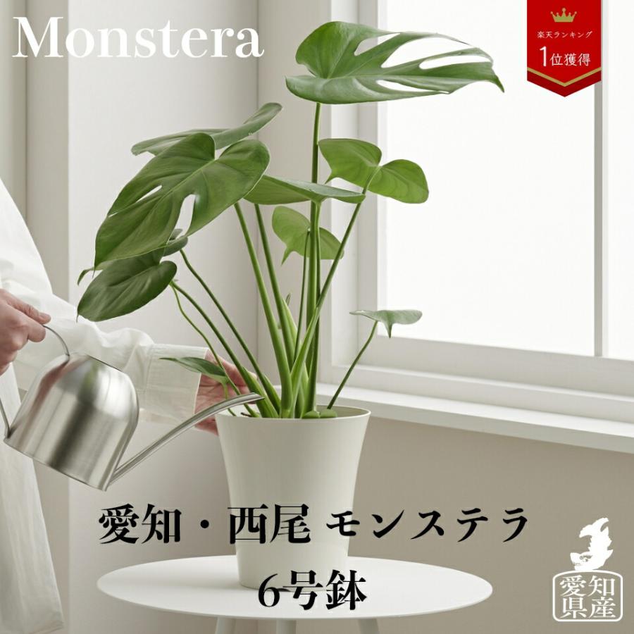 観葉植物 おしゃれ 大型 【愛知県産 モンステラ 6号】鉢 お祝い 土 棚 インテリ ア 北欧 ギフト コテラ こてら :ktr060n001 ...