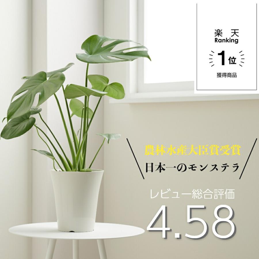 観葉植物 おしゃれ 大型 【愛知県産 モンステラ 6号】鉢 お祝い 土 棚 インテリ ア 北欧 ギフト コテラ こてら｜kotera｜02