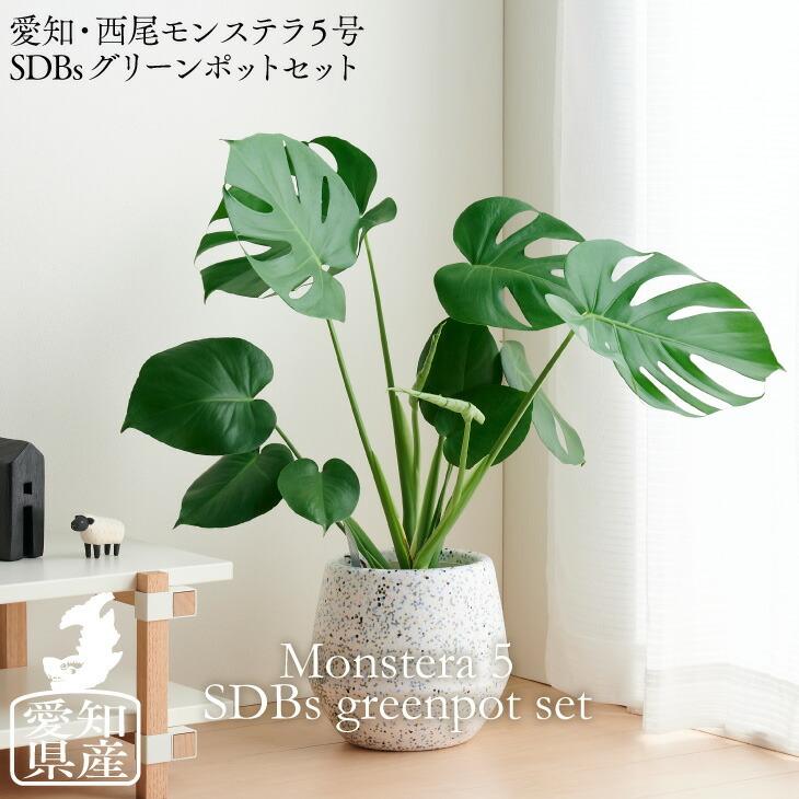 観葉植物 おしゃれ 愛知モンステラ 5号 SDBsグリーンポットセット 鉢 カバー おしゃれ インテリア 北欧 開店祝 新築祝 引っ越し祝 ...