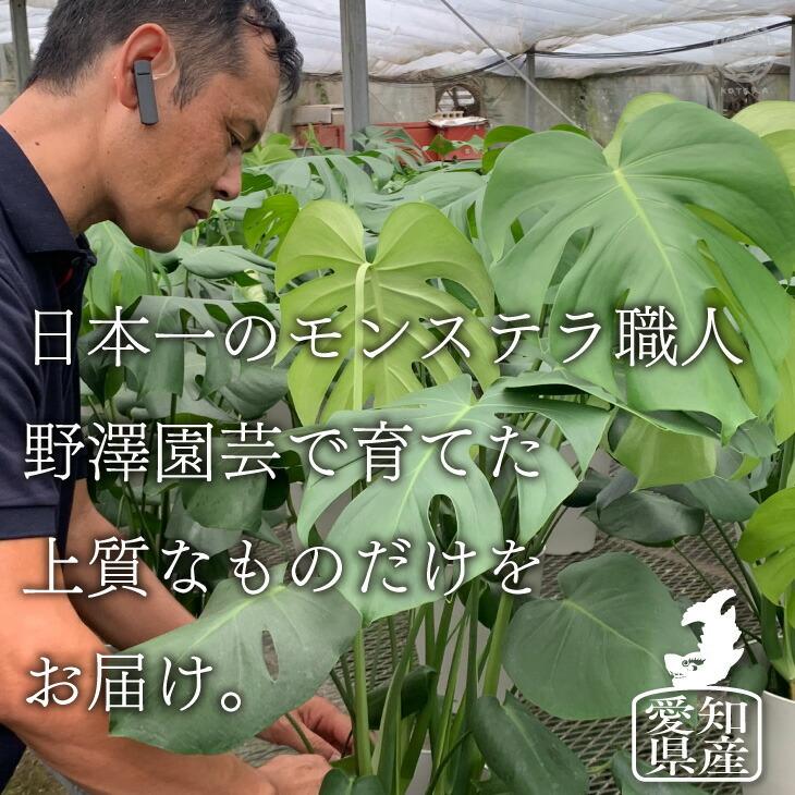 観葉植物 おしゃれ 愛知モンステラ 5号 SDBsグリーンポットセット 鉢 カバー おしゃれ インテリア 北欧 開店祝 新築祝 引っ越し祝 ...