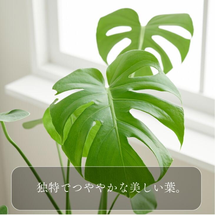 観葉植物 おしゃれ 愛知モンステラ 5号 SDBsグリーンポットセット 鉢 カバー おしゃれ インテリア 北欧 開店祝 新築祝 引っ越し祝 ...
