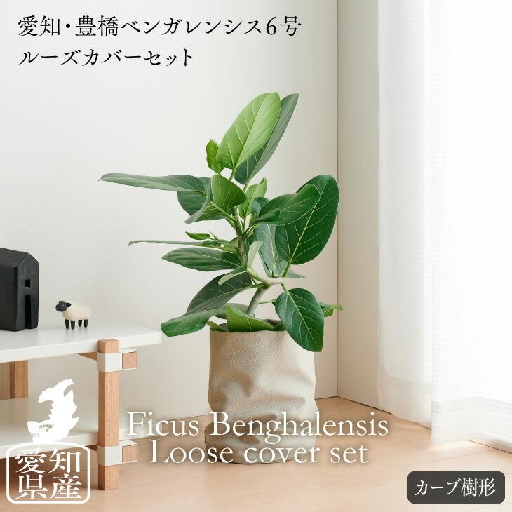 観葉植物 おしゃれ 愛知フィカス・ベンガレンシス 5号 ゴムの木 ルーズカバーセット 鉢 カバー 北欧 開店祝 新築祝 引っ越し祝 かわいい ...