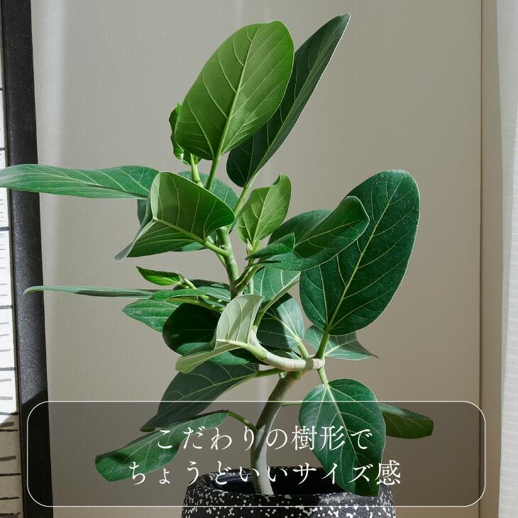 観葉植物 おしゃれ 愛知フィカス・ベンガレンシス 5号 ゴムの木 ルーズカバーセット 鉢 カバー 北欧 開店祝 新築祝 引っ越し祝 かわいい ...