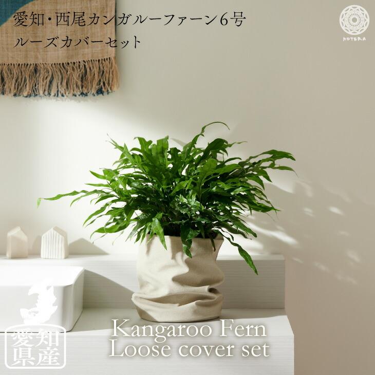 カンガルーファーン 6号 ルーズカバーセット :ktr060n008:KOTERAヤフー店 - 通販 - Yahoo!ショッピング