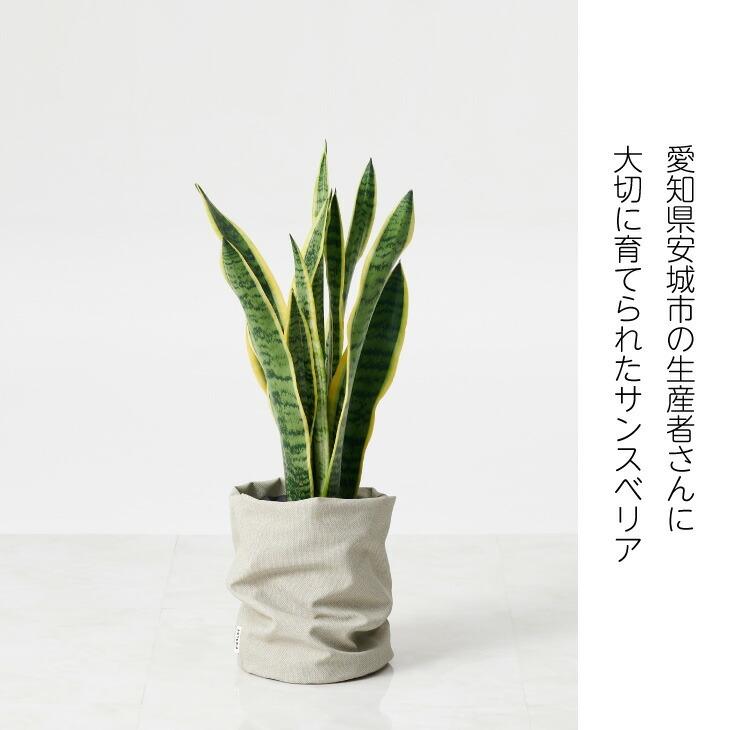 観葉植物 おしゃれ お祝い 愛知 サンスベリア 6号 インテリア 北欧 インテリア 開店祝 新築祝 引っ越し祝 かわいい コテラ ...