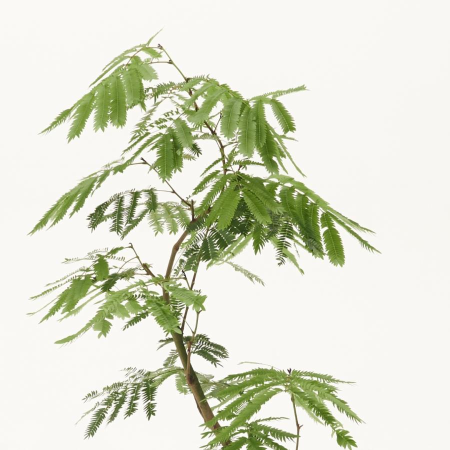 観葉植物 エバーフレッシュ 大型 7号 インテリア おしゃれ 大きい 指宿