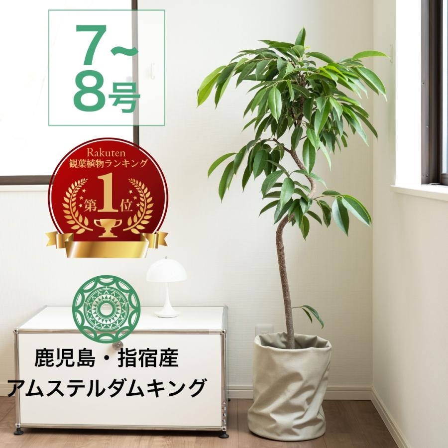 観葉植物 大型 8号 おしゃれ お祝い こてら カバーセット コテラ ミニ観葉植物 モンステラ 北欧 台 土 引っ越し祝 新築祝 棚 育てやすい 鉢 霧吹き 特価ブランド 鉢