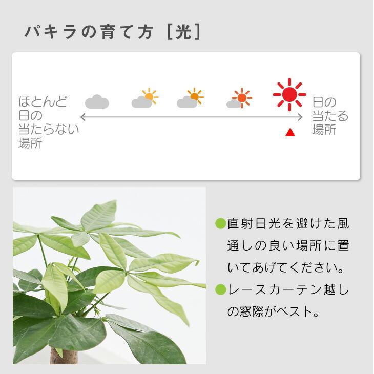 パキラ 観葉植物 おしゃれ インテリア 鉢 ミニ セット 小さい 柔らかな質感の 6cm コテラ 棚 引っ越し祝 ミニ観葉植物 ハイドロカルチャー 新築祝 北欧