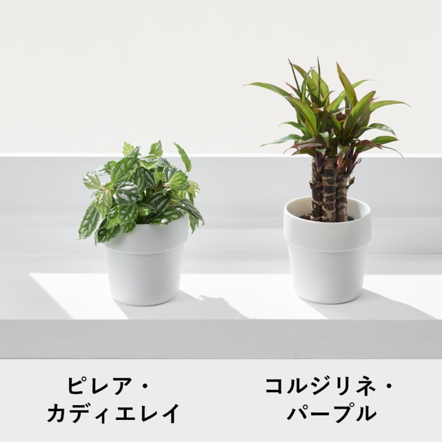 観葉植物 おしゃれ 鉢 陶器鉢 パ キラ セット ハイドロカルチャー サンスベリア 引っ越し祝 新築 祝 ミニ観葉植物 ポトス コテラ こてら 6cm ヤマツ｜kotera｜12