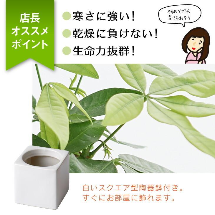 パキラ 観葉植物 おしゃれ インテリア 鉢 ミニ セット 小さい 柔らかな質感の 6cm コテラ 棚 引っ越し祝 ミニ観葉植物 ハイドロカルチャー 新築祝 北欧