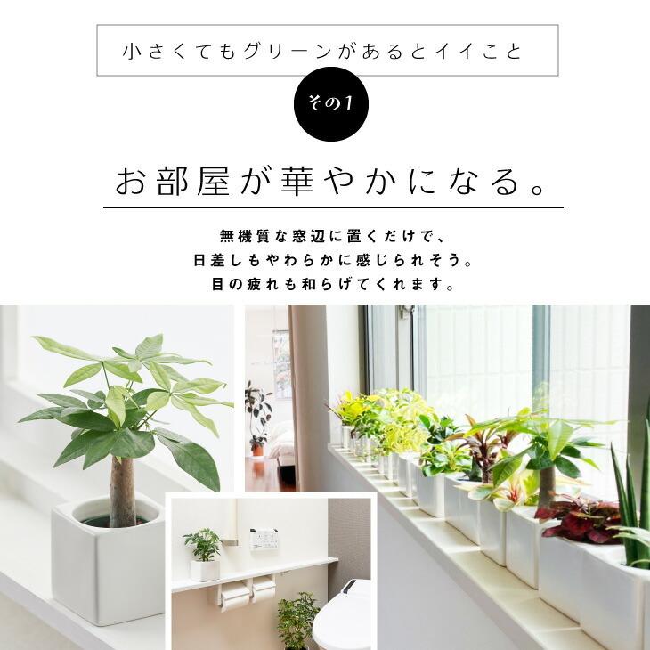 パキラ 観葉植物 おしゃれ インテリア 鉢 ミニ セット 小さい 柔らかな質感の 6cm コテラ 棚 引っ越し祝 ミニ観葉植物 ハイドロカルチャー 新築祝 北欧