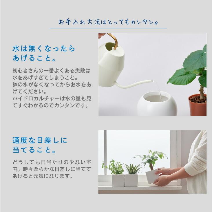 パキラ 観葉植物 おしゃれ インテリア 鉢 ミニ セット 小さい 柔らかな質感の 6cm コテラ 棚 引っ越し祝 ミニ観葉植物 ハイドロカルチャー 新築祝 北欧