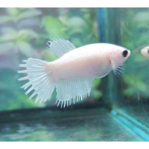クラウンテールベタ メス ホワイト 01f0111 040 01f0111 040 有限会社高知熱帯魚サービス 通販 Yahoo ショッピング