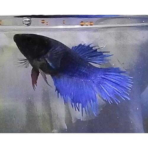 クラウンテールメスロイヤルブルー 01f0124 040 01f0124 040 有限会社高知熱帯魚サービス 通販 Yahoo ショッピング