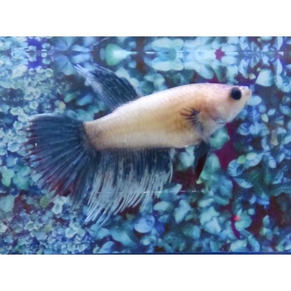 クラウンテールベタ 成熟メス 01f0227 018 01f0227 018 有限会社高知熱帯魚サービス 通販 Yahoo ショッピング