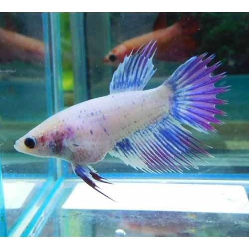クラウンテールベタ メス 01f0330 040 01f0330 040 有限会社高知熱帯魚サービス 通販 Yahoo ショッピング