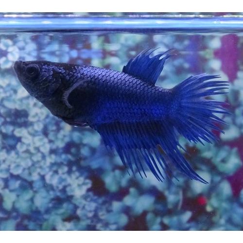 クラウンテールベタ メス ブルー 01f0409 068 01f0409 068 有限会社高知熱帯魚サービス 通販 Yahoo ショッピング