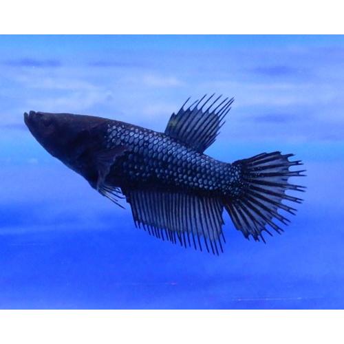 クラウンテールベタ メス ブラックオーキッド 01f04 055 01f04 055 有限会社高知熱帯魚サービス 通販 Yahoo ショッピング