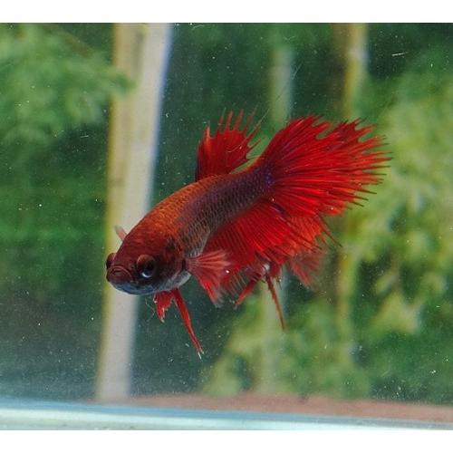 クラウンテールベタ メス 01f0927 030 01f0927 030 有限会社高知熱帯魚サービス 通販 Yahoo ショッピング