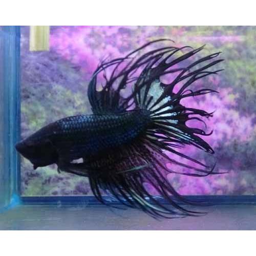 クラウンテールベタ オス ブラックオーキッド 01m0111 039 01m0111 039 有限会社高知熱帯魚サービス 通販 Yahoo ショッピング