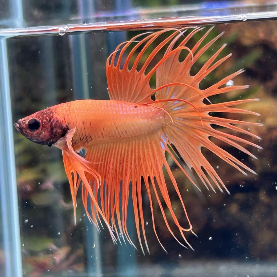 ベタ クラウンテール オス オレンジ 01M0408-018 熱帯魚 生体
