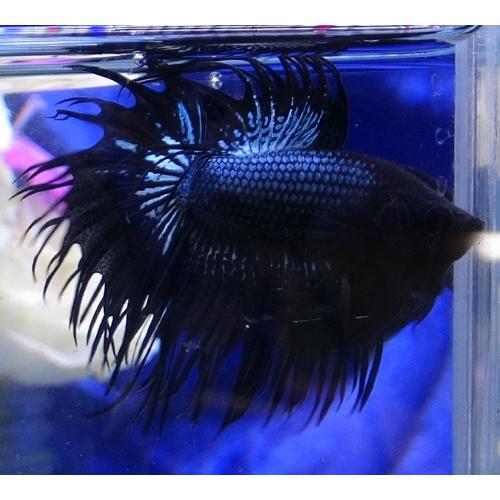 クラウンテールベタ オス ブラックオーキッド 01m0524 011 01m0524 011 有限会社高知熱帯魚サービス 通販 Yahoo ショッピング