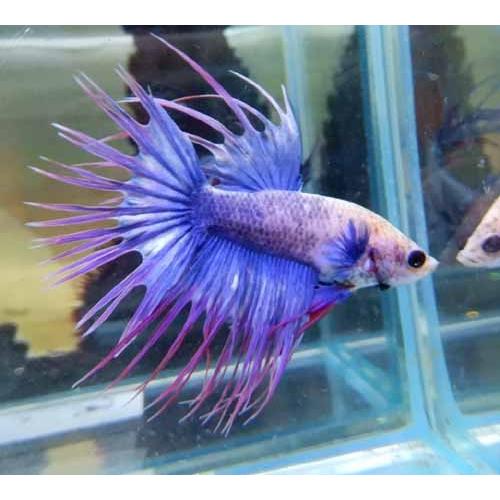 クラウンテールベタ オス ファンシー 01m0622 084 01m0622 084 有限会社高知熱帯魚サービス 通販 Yahoo ショッピング