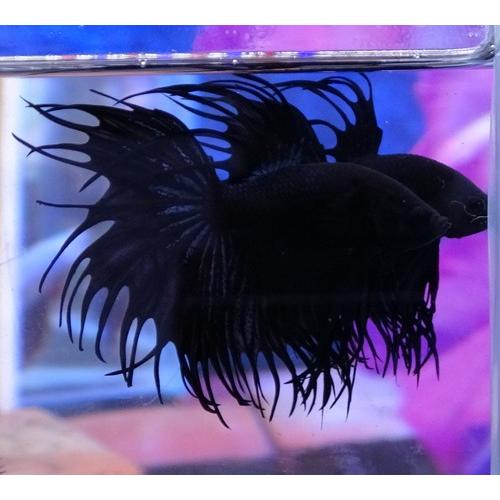 海外輸入 クラウンテール 雄 01m0726 011 ブラックオーキッド オス クラウンテールベタ 観賞魚生体 Thatindianbackpacker Com