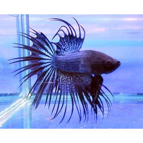 クラウンテールベタ オス ブラックオーキッド 01m1026 075 01m1026 075 有限会社高知熱帯魚サービス 通販 Yahoo ショッピング