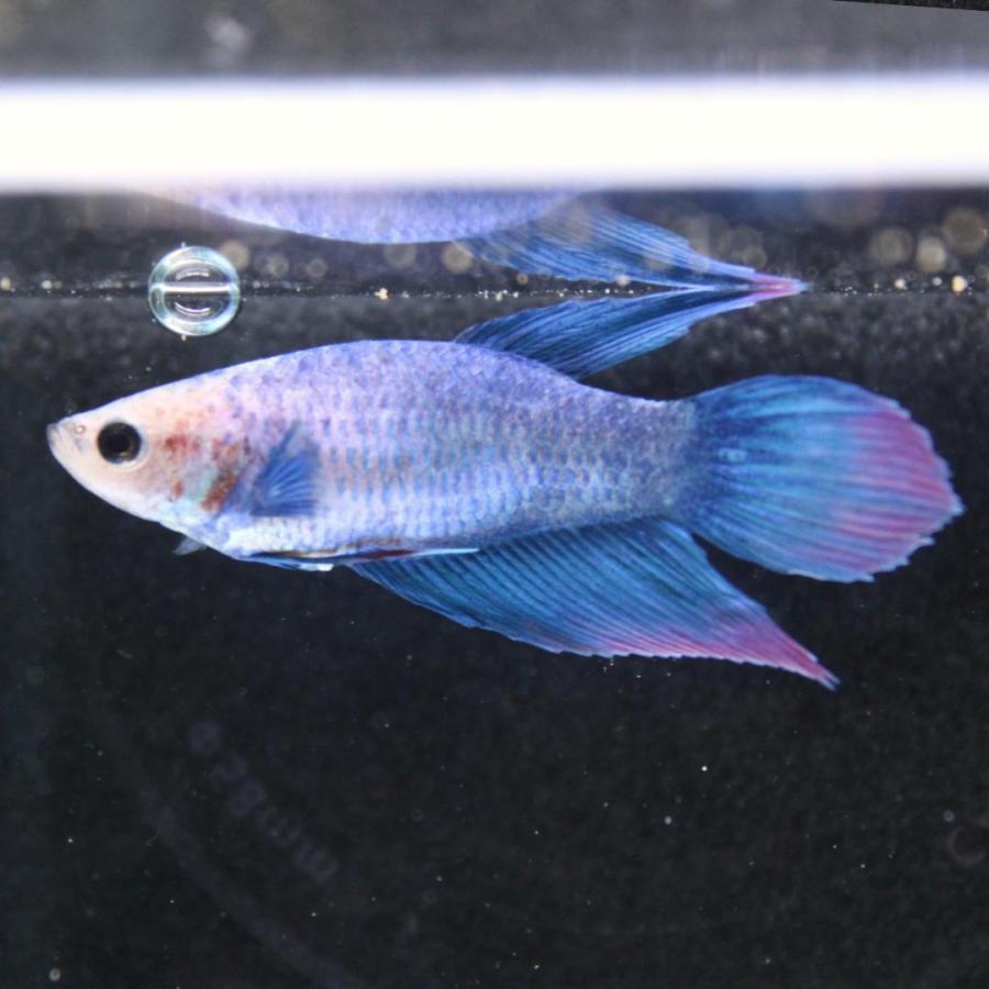 熱帯魚様 Amazon | (熱帯魚 ベタ)ベタ クラウンテール 色おまかせ オス