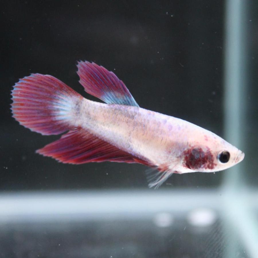ベタ ベールテール メス 02F0408-008 トラディショナル 熱帯魚