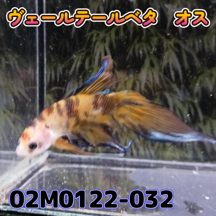 ベタ　ベールテール　オス　タイガー　02M0122-032　トラディショナル　生体　熱帯魚｜kotinettaigyo｜03