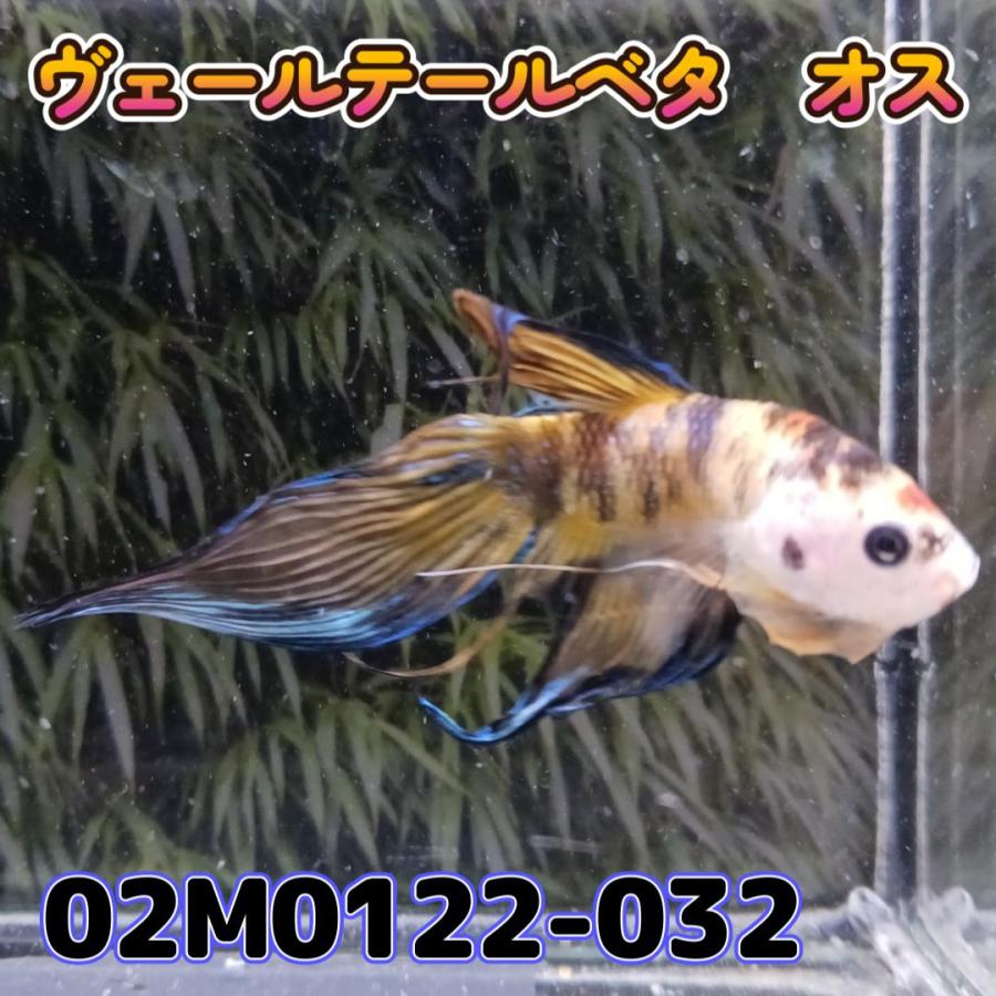 ベタ　ベールテール　オス　タイガー　02M0122-032　トラディショナル　生体　熱帯魚｜kotinettaigyo｜04