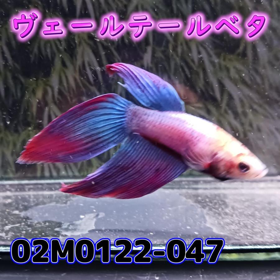 ベタ　ベールテール　オス　02M0122-047　トラディショナル　生体　熱帯魚｜kotinettaigyo｜02