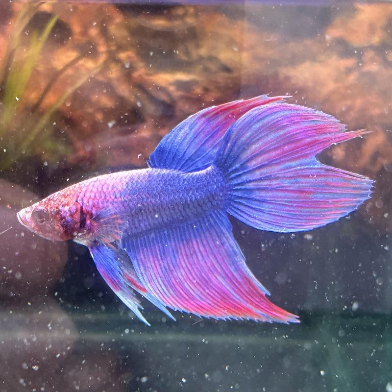 ベタ ベールテール オス ファンシー 欠損あり 02M0301-007 生体 熱帯魚