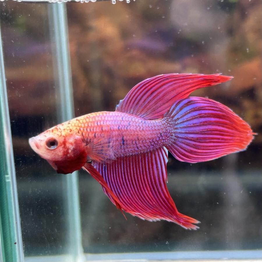 熱帯魚様 チャーム（ペット） （熱帯魚）ベタ・ダブルテール 色指定なし